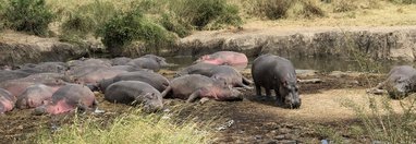 Souvenir du voyage de Emmanuel, Tanzanie