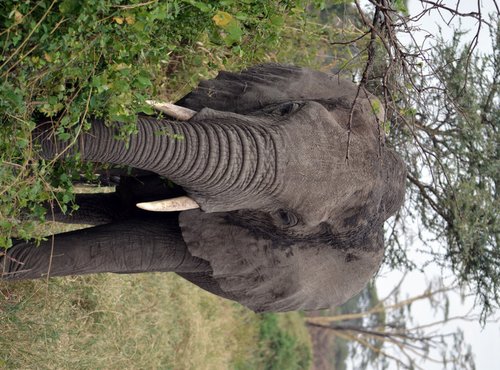 Souvenir du voyage de Emmanuel, Tanzanie