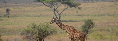 Souvenir du voyage de Emmanuel, Tanzanie