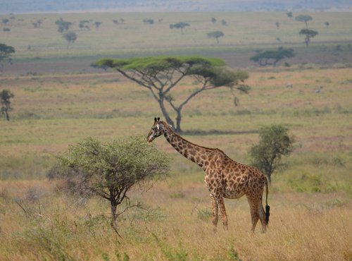 Souvenir du voyage de Emmanuel, Tanzanie