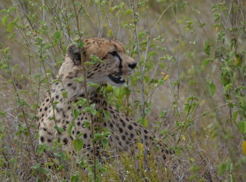 Souvenir du voyage de Emmanuel, Tanzanie