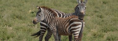 Souvenir du voyage de Emmanuel, Tanzanie