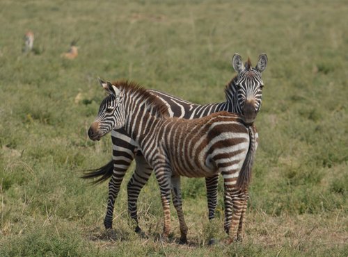 Souvenir du voyage de Emmanuel, Tanzanie