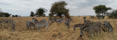 Souvenir du voyage de Alicia, Tanzanie