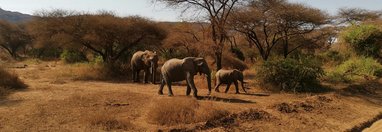 Souvenir du voyage de Alicia, Tanzanie