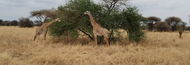 Souvenir du voyage de Alicia, Tanzanie