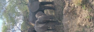 Souvenir du voyage de Pauline, Tanzanie