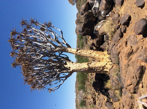 Souvenir du voyage de Bruno, Namibie