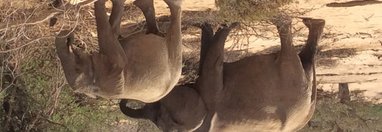 Souvenir du voyage de Bruno, Namibie