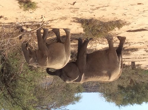 Souvenir du voyage de Bruno, Namibie