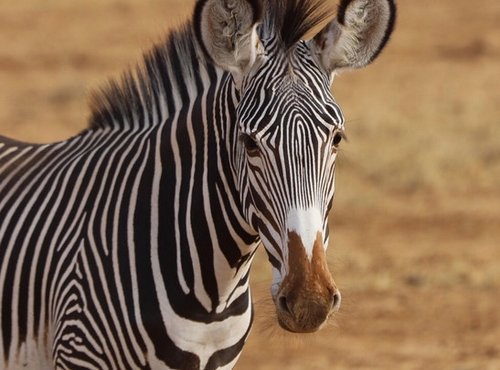 Souvenir du voyage de Caroline, Kenya