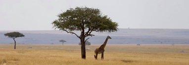 Souvenir du voyage de Caroline, Kenya