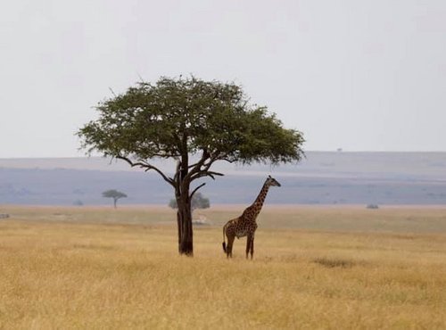 Souvenir du voyage de Caroline, Kenya