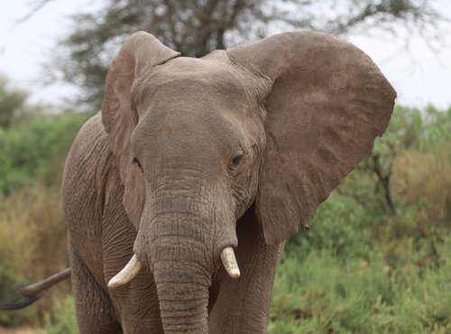 Souvenir du voyage de Caroline, Kenya