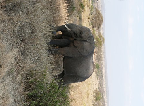 Souvenir du voyage de Selmane, Tanzanie