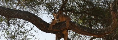 Souvenir du voyage de Selmane, Tanzanie