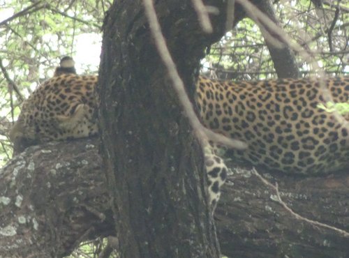 Souvenir du voyage de Jean Francois, Tanzanie