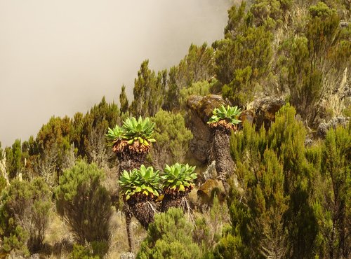 Souvenir du voyage de Jean Francois, Tanzanie