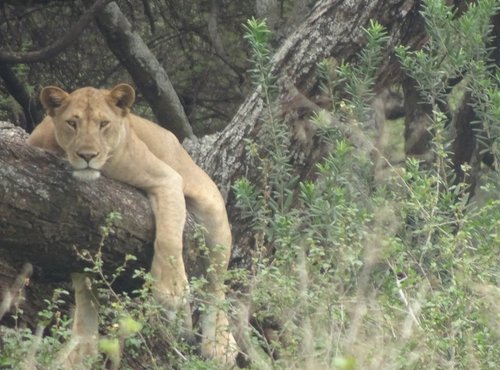 Souvenir du voyage de Jean Francois, Tanzanie