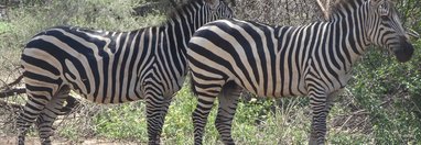 Souvenir du voyage de Jean Francois, Tanzanie