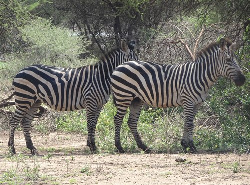 Souvenir du voyage de Jean Francois, Tanzanie