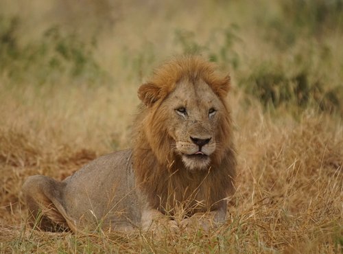 Souvenir du voyage de Tiphaine, Kenya