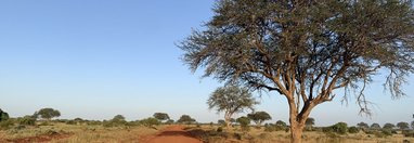 Souvenir du voyage de Tiphaine, Kenya