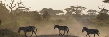 Souvenir du voyage de Tiphaine, Kenya