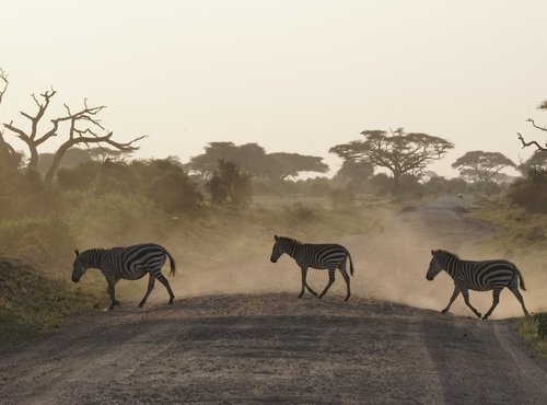 Souvenir du voyage de Tiphaine, Kenya