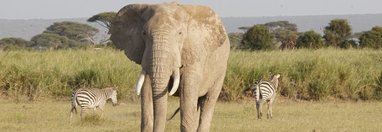 Souvenir du voyage de Tiphaine, Kenya