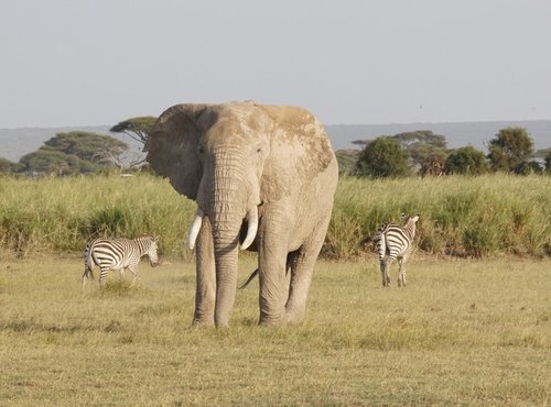 Souvenir du voyage de Tiphaine, Kenya