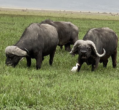 Souvenir du voyage de Eric, Tanzanie