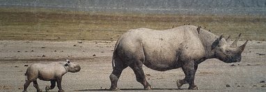 Souvenir du voyage de Eric, Tanzanie