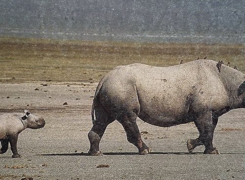 Souvenir du voyage de Eric, Tanzanie