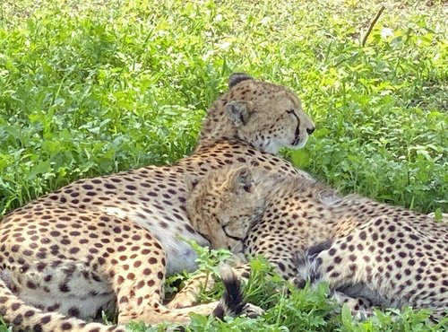 Souvenir du voyage de Eric, Tanzanie