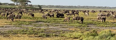 Souvenir du voyage de Eric, Tanzanie