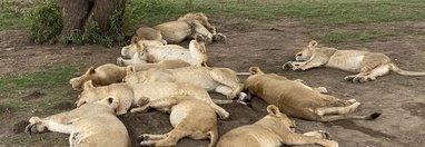 Souvenir du voyage de Eric, Tanzanie