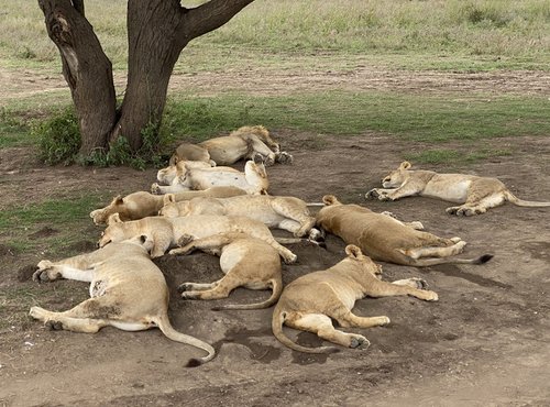 Souvenir du voyage de Eric, Tanzanie