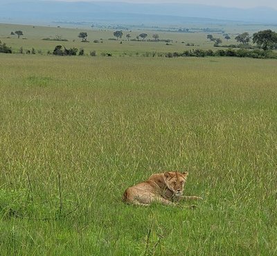 Souvenir du voyage de Salomé, Kenya