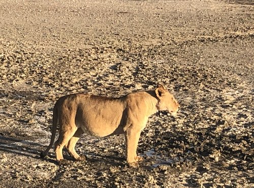 Souvenir du voyage de Audrey, Tanzanie