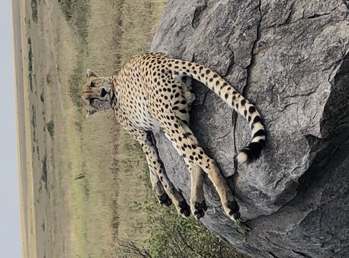 Souvenir du voyage de Audrey, Tanzanie