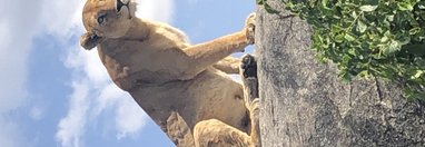 Souvenir du voyage de Audrey, Tanzanie