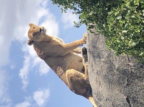 Souvenir du voyage de Audrey, Tanzanie