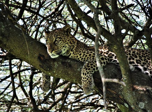 Souvenir du voyage de Mathilde, Tanzanie