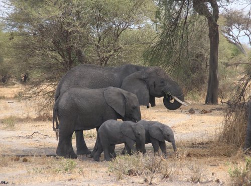 Souvenir du voyage de Noémie, Tanzanie