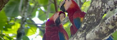 Souvenir du voyage de Chantal, Costa Rica