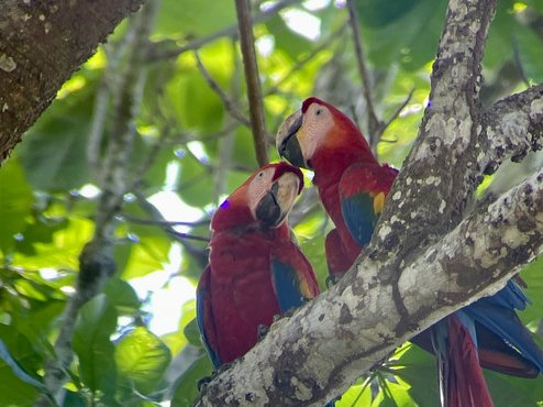 Souvenir du voyage de Chantal, Costa Rica