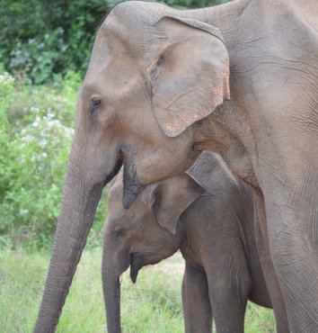 Souvenir du voyage de Vanessa, Sri Lanka