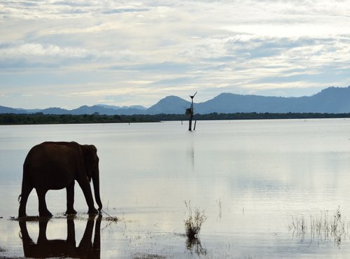 Souvenir du voyage de Vanessa, Sri Lanka