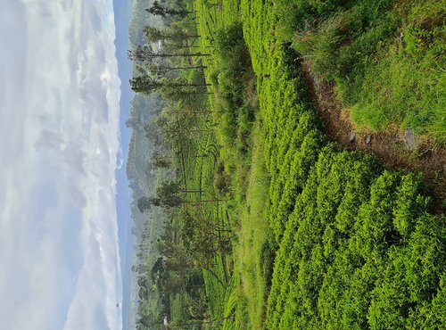 Souvenir du voyage de Vanessa, Sri Lanka